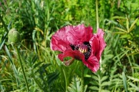 poppy flower blossom bloom flora close