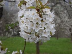 Apple blossom on the branch