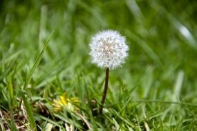 little dandelion in the grass