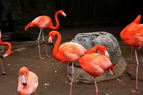 flamingos stand near the stone