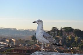 seagull stands on a stone against the background of the Roman city