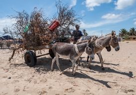donkeys with a wagon in Venezuela