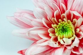 white-pink lush dahlia close-up