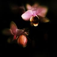 Pink orchid flowers in the dark