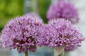 Close-up of the beautiful purple bright garlic flowers