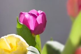 macro picture of colorful tulips bouquet with a back light