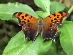 Nice brown butterfly on green leaf