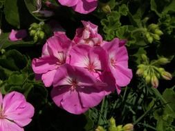 pink geranium in the bright sun