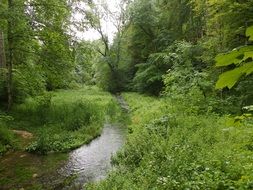 river among green bushes