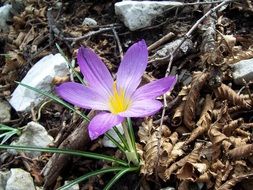 Purple crocus grows among dry leaves
