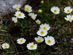 dryas octopetala flower blossom alpine flowers