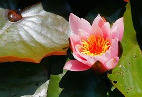 tender pink water lily