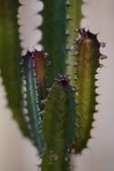 closeup of cactus spurs