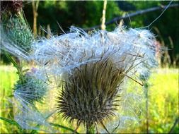 fluffy thistle close-up