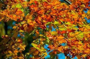 colorful foliage on a tree under the rays of the sun