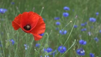 gentle fresh poppy