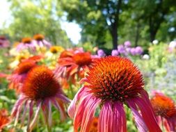 closeup picture of multicolored flowers of echinacea in the garden