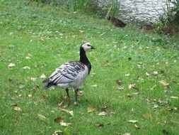 branta leucopsis or barnacle goose