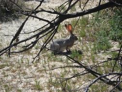 hare on the ground under the branches