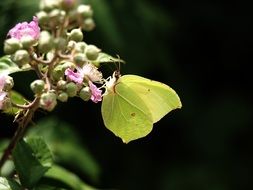 green butterfly on a wild flower