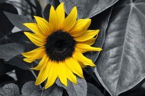 splendiferous sunflower