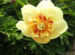 impressive peonies flowers