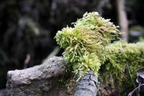 green moss on the forest cover