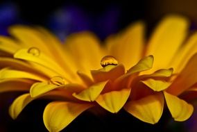 drops on yellow gerbera petals, macro