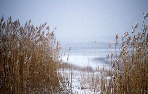 dry grass on a snowy shore