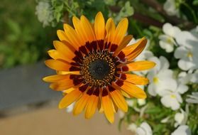 colorful daisy on white flowers background