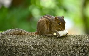 chipmunk is eating food among colorful nature on Sri Lanka