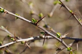 thorns berberis vulgaris macro view