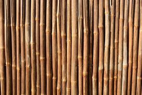 dry bamboo fence