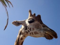 Giraffe head and palm leaves at sky