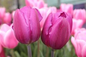 variety of pink tulips close-up