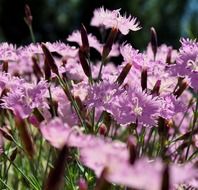 pink phlox in the garden