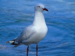 seagull in wildlife