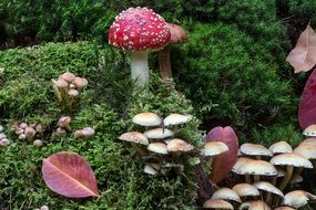 splendiferous forest red mushrooms