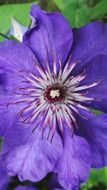 bright blue flower with bright stamens