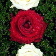 red rose among white roses