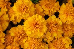 bouquet of yellow chrysanthemums