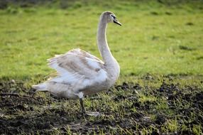 young swan on green grass