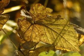 yellow autumn leaf illuminated by the sun