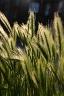 field of yellow and green cereal ear