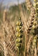 agriculture wheat close up