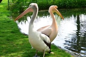 pink pelicans near pond