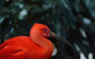 scarlet ibis in wildlife