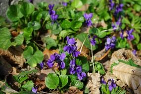 violet blossom with green leaves