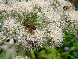 Insect on a fluffy white flower