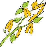 Clip art of peanut plants